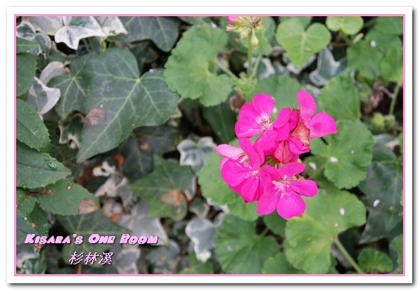 杉林溪森林生態渡假園區:南投賞花旅遊.遍地繁花、仙境一般的所在──杉林溪森林生態渡假園區