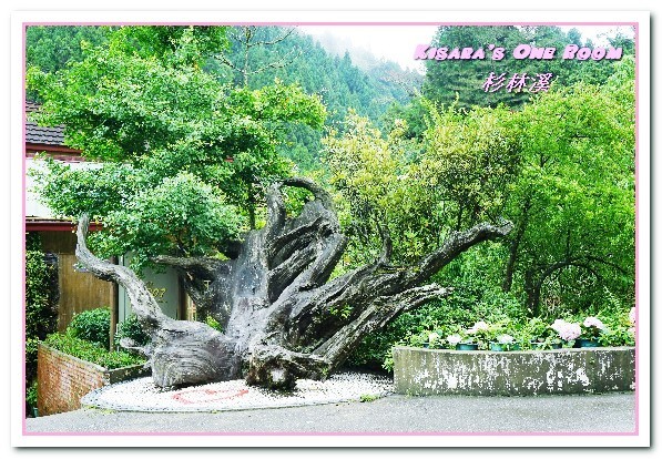 杉林溪森林生態渡假園區:南投賞花旅遊.遍地繁花、仙境一般的所在──杉林溪森林生態渡假園區