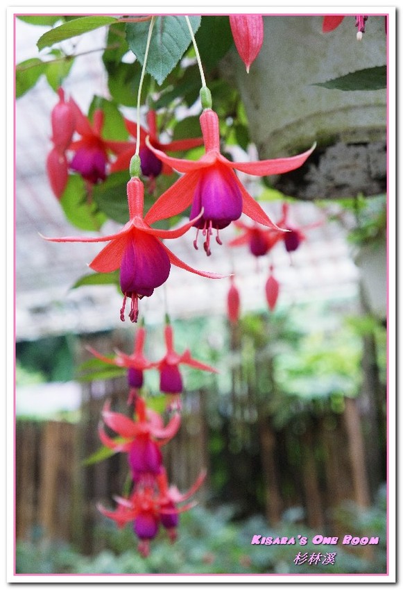 杉林溪森林生態渡假園區:南投賞花旅遊.遍地繁花、仙境一般的所在──杉林溪森林生態渡假園區