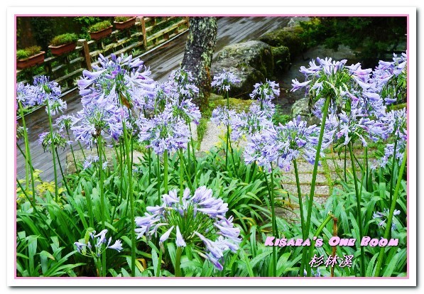 杉林溪森林生態渡假園區:南投賞花旅遊.遍地繁花、仙境一般的所在──杉林溪森林生態渡假園區