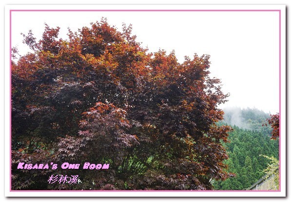 杉林溪森林生態渡假園區:南投賞花旅遊.遍地繁花、仙境一般的所在──杉林溪森林生態渡假園區