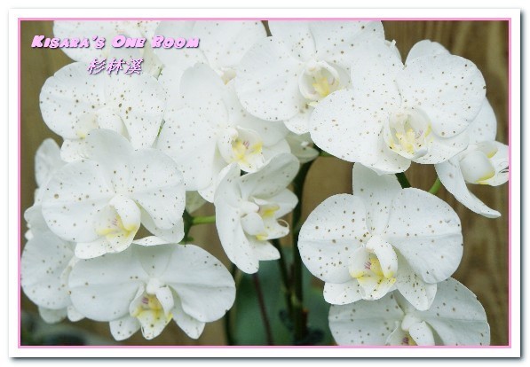 杉林溪森林生態渡假園區:南投賞花旅遊.遍地繁花、仙境一般的所在──杉林溪森林生態渡假園區