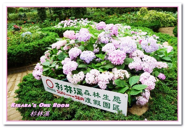 杉林溪森林生態渡假園區:南投賞花旅遊.遍地繁花、仙境一般的所在──杉林溪森林生態渡假園區