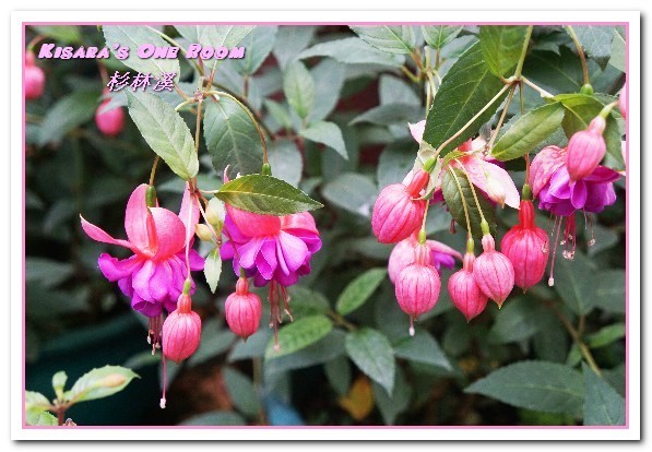 杉林溪森林生態渡假園區:南投賞花旅遊.遍地繁花、仙境一般的所在──杉林溪森林生態渡假園區