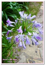 杉林溪森林生態渡假園區:南投賞花旅遊.遍地繁花、仙境一般的所在──杉林溪森林生態渡假園區