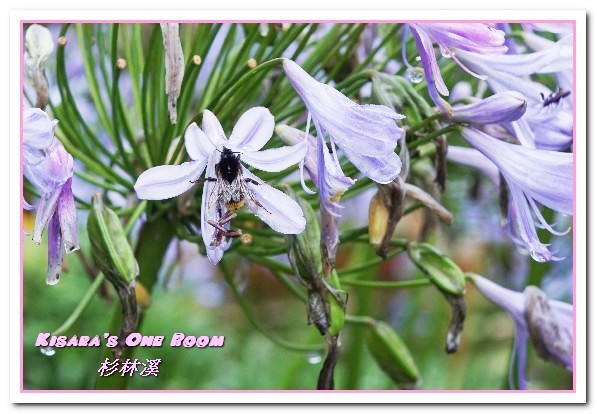 杉林溪森林生態渡假園區:南投賞花旅遊.遍地繁花、仙境一般的所在──杉林溪森林生態渡假園區