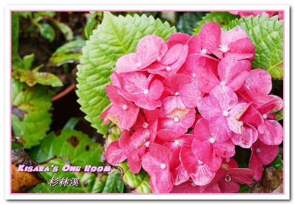 杉林溪森林生態渡假園區:南投賞花旅遊.遍地繁花、仙境一般的所在──杉林溪森林生態渡假園區