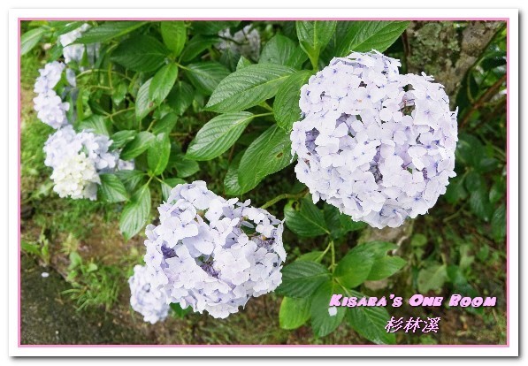 杉林溪森林生態渡假園區:南投賞花旅遊.遍地繁花、仙境一般的所在──杉林溪森林生態渡假園區