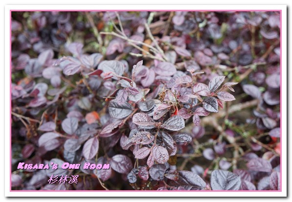 杉林溪森林生態渡假園區:南投賞花旅遊.遍地繁花、仙境一般的所在──杉林溪森林生態渡假園區