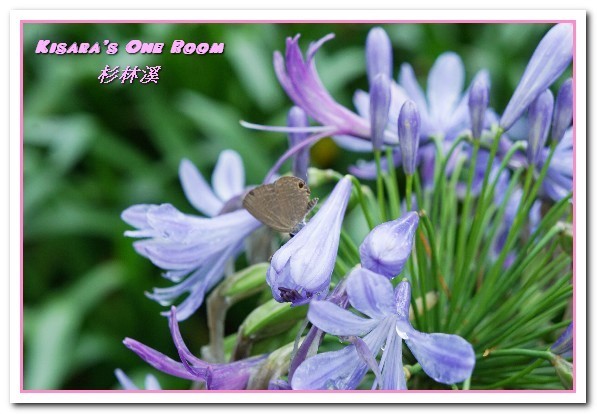 杉林溪森林生態渡假園區:南投賞花旅遊.遍地繁花、仙境一般的所在──杉林溪森林生態渡假園區