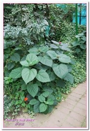 杉林溪森林生態渡假園區:南投賞花旅遊.遍地繁花、仙境一般的所在──杉林溪森林生態渡假園區