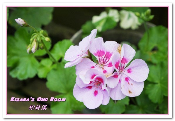 杉林溪森林生態渡假園區:南投賞花旅遊.遍地繁花、仙境一般的所在──杉林溪森林生態渡假園區