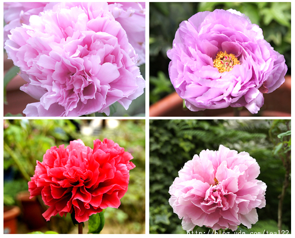 一親牡丹、芍藥花中后妃之芳澤...杉林溪牡丹花季展