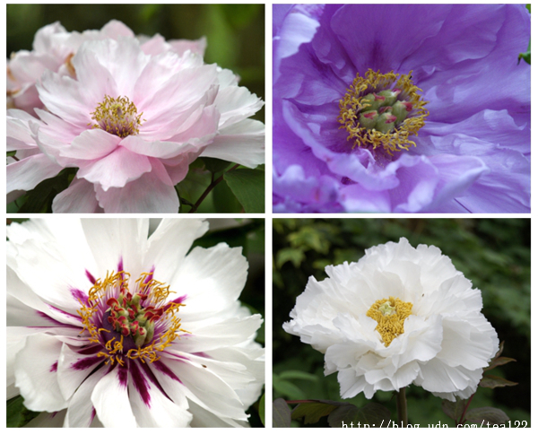 一親牡丹、芍藥花中后妃之芳澤...杉林溪牡丹花季展