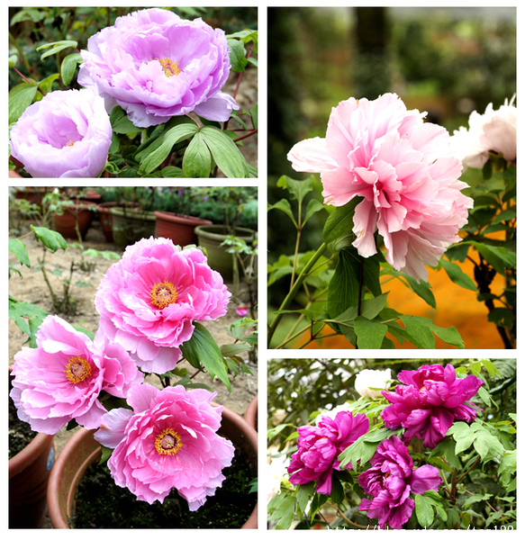 一親牡丹、芍藥花中后妃之芳澤...杉林溪牡丹花季展