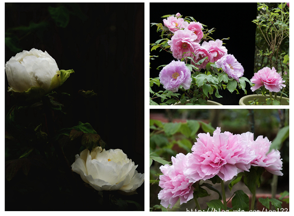 一親牡丹、芍藥花中后妃之芳澤...杉林溪牡丹花季展