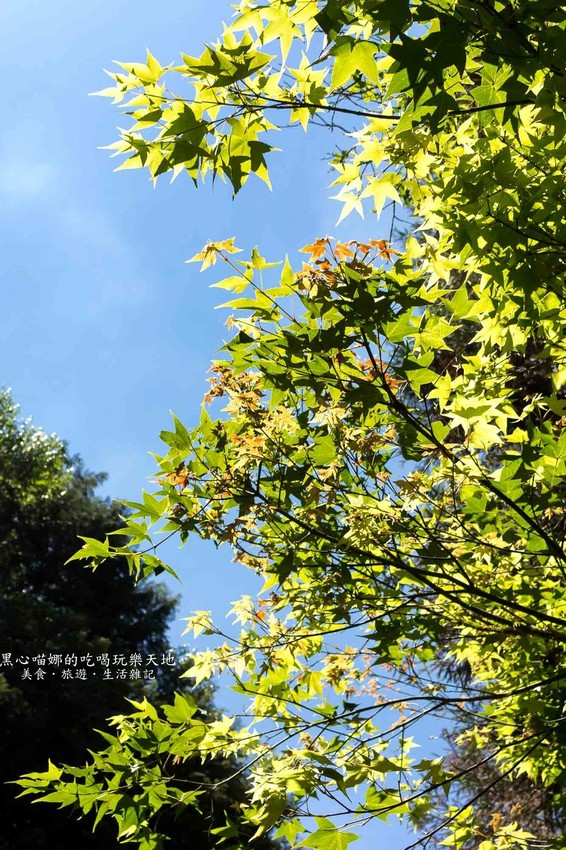 南投竹山︱杉林溪森林生態渡假園區　血紅楓樹與午後飛霧，賞楓就到美如仙境的杉林溪吧！