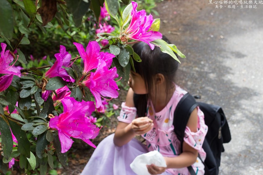 南投竹山︱杉林溪森林生態渡假園區　血紅楓樹與午後飛霧，賞楓就到美如仙境的杉林溪吧！