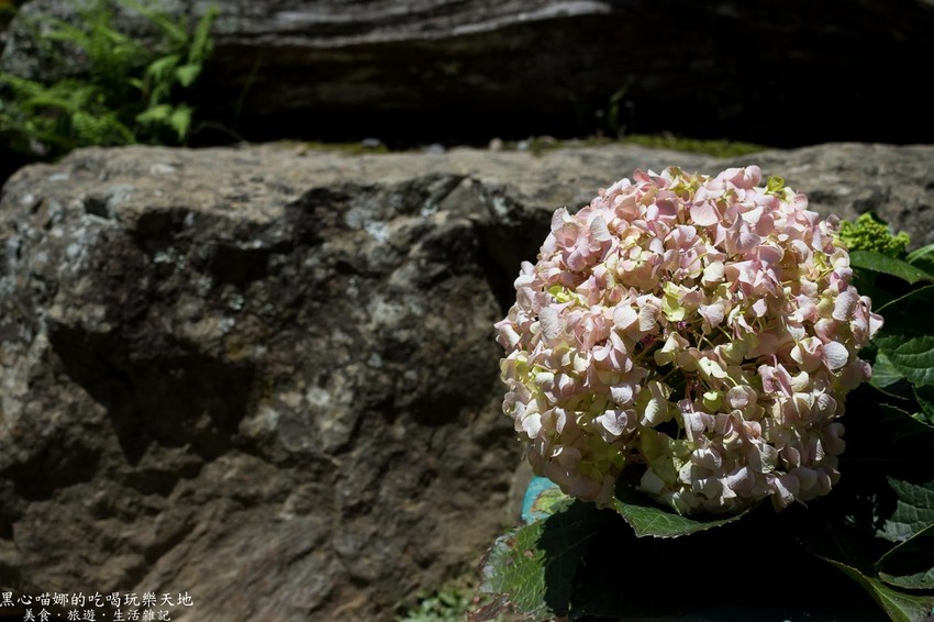 南投竹山︱杉林溪森林生態渡假園區　血紅楓樹與午後飛霧，賞楓就到美如仙境的杉林溪吧！