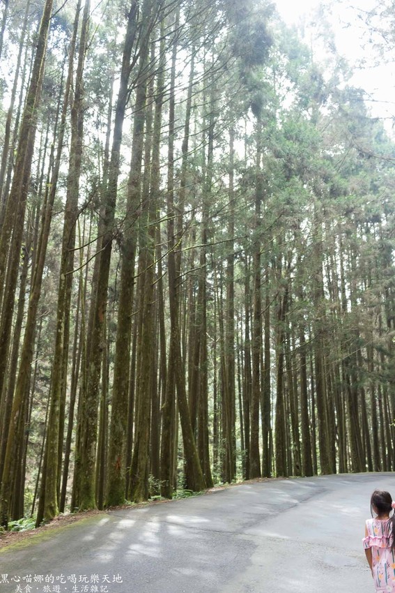 南投竹山︱杉林溪森林生態渡假園區　血紅楓樹與午後飛霧，賞楓就到美如仙境的杉林溪吧！