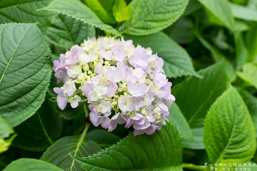 南投竹山︱杉林溪森林生態渡假園區　血紅楓樹與午後飛霧，賞楓就到美如仙境的杉林溪吧！