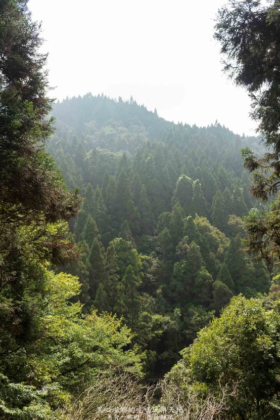 南投竹山︱杉林溪森林生態渡假園區　血紅楓樹與午後飛霧，賞楓就到美如仙境的杉林溪吧！