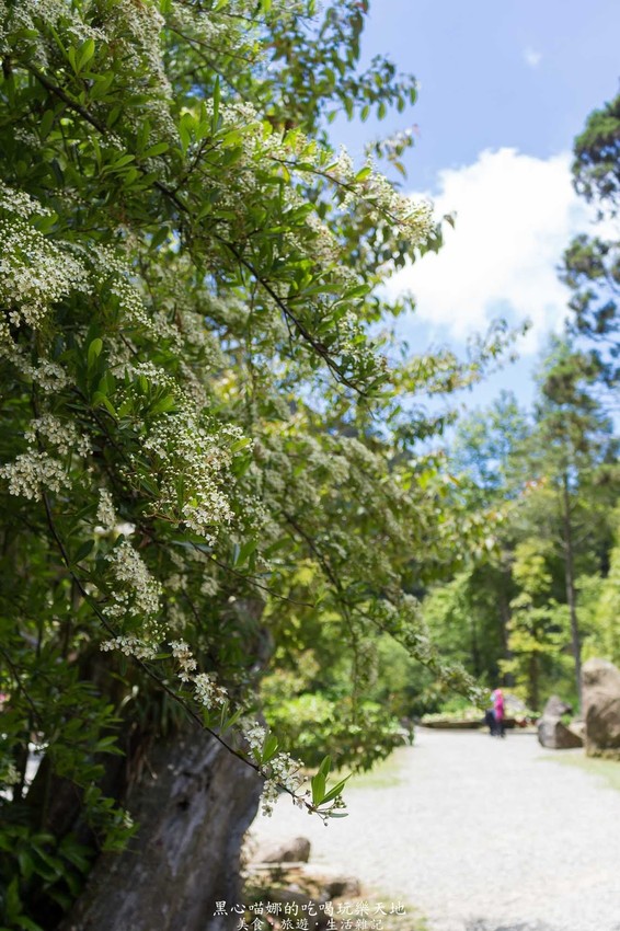 南投竹山︱杉林溪森林生態渡假園區　血紅楓樹與午後飛霧，賞楓就到美如仙境的杉林溪吧！