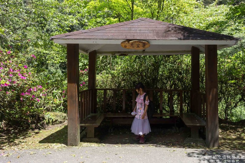 南投竹山︱杉林溪森林生態渡假園區　血紅楓樹與午後飛霧，賞楓就到美如仙境的杉林溪吧！