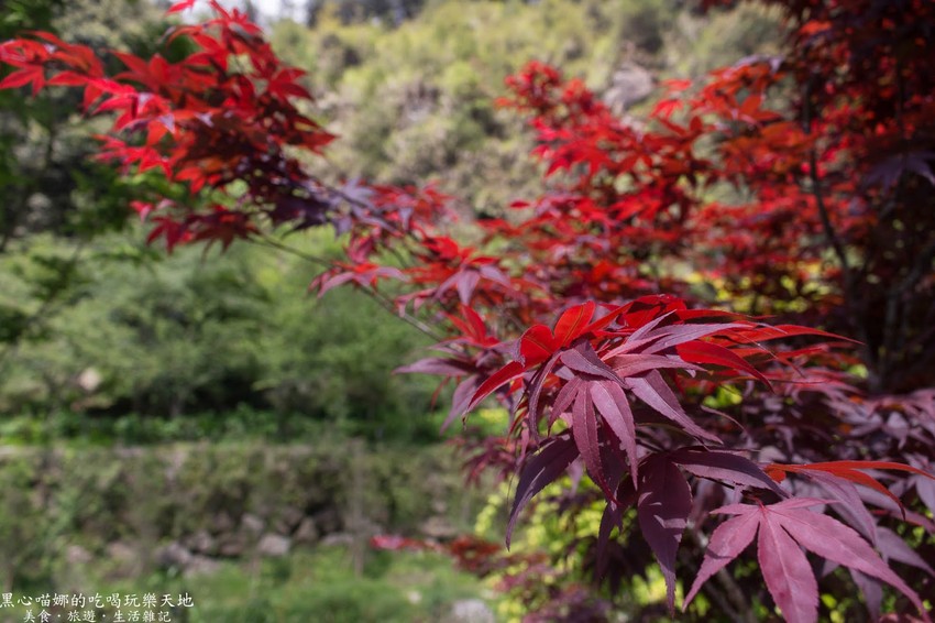 南投竹山︱杉林溪森林生態渡假園區　血紅楓樹與午後飛霧，賞楓就到美如仙境的杉林溪吧！
