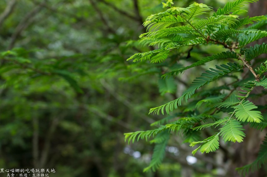 南投竹山︱杉林溪森林生態渡假園區　血紅楓樹與午後飛霧，賞楓就到美如仙境的杉林溪吧！