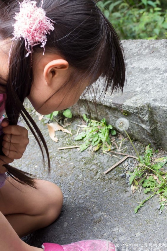 南投竹山︱杉林溪森林生態渡假園區　血紅楓樹與午後飛霧，賞楓就到美如仙境的杉林溪吧！