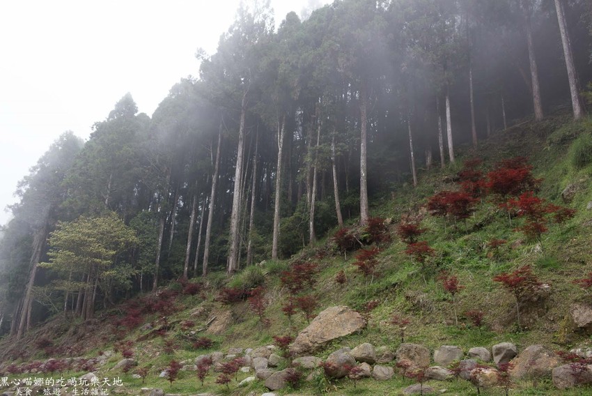 南投竹山︱杉林溪森林生態渡假園區　血紅楓樹與午後飛霧，賞楓就到美如仙境的杉林溪吧！