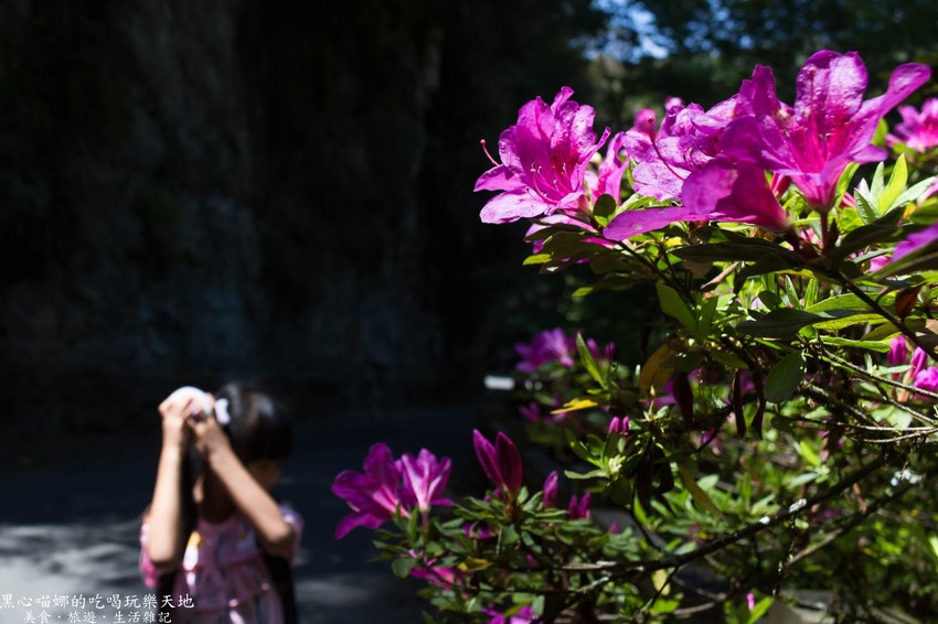 南投竹山︱杉林溪森林生態渡假園區　血紅楓樹與午後飛霧，賞楓就到美如仙境的杉林溪吧！