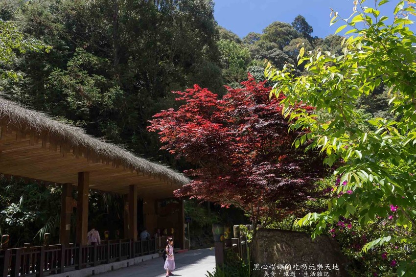 南投竹山︱杉林溪森林生態渡假園區　血紅楓樹與午後飛霧，賞楓就到美如仙境的杉林溪吧！