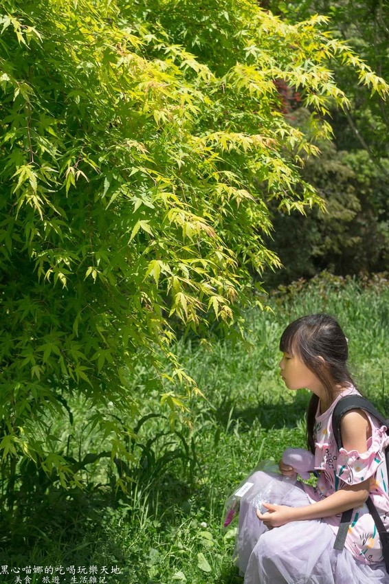 南投竹山︱杉林溪森林生態渡假園區　血紅楓樹與午後飛霧，賞楓就到美如仙境的杉林溪吧！