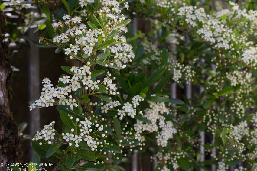 南投竹山︱杉林溪森林生態渡假園區　血紅楓樹與午後飛霧，賞楓就到美如仙境的杉林溪吧！