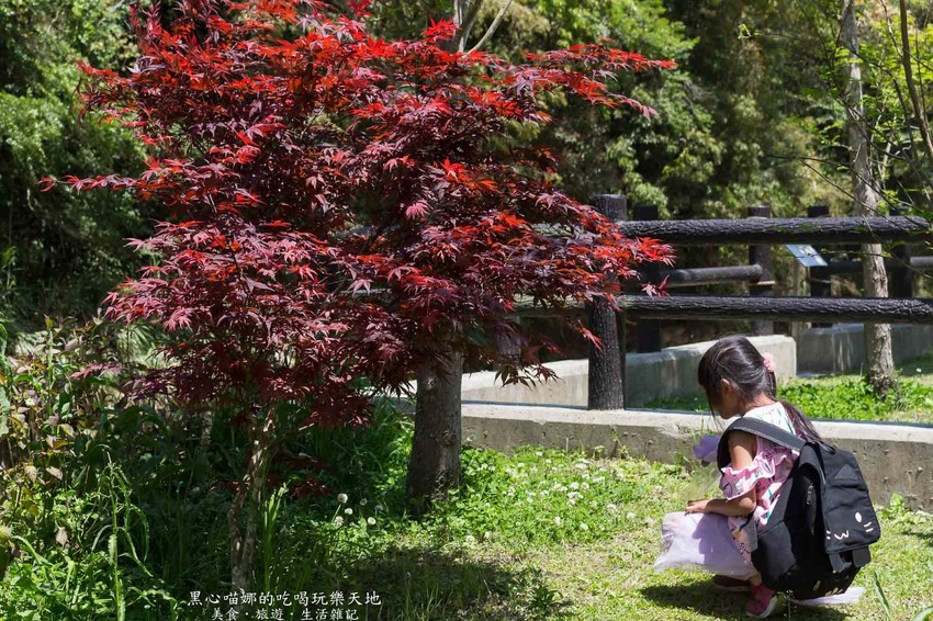 南投竹山︱杉林溪森林生態渡假園區　血紅楓樹與午後飛霧，賞楓就到美如仙境的杉林溪吧！