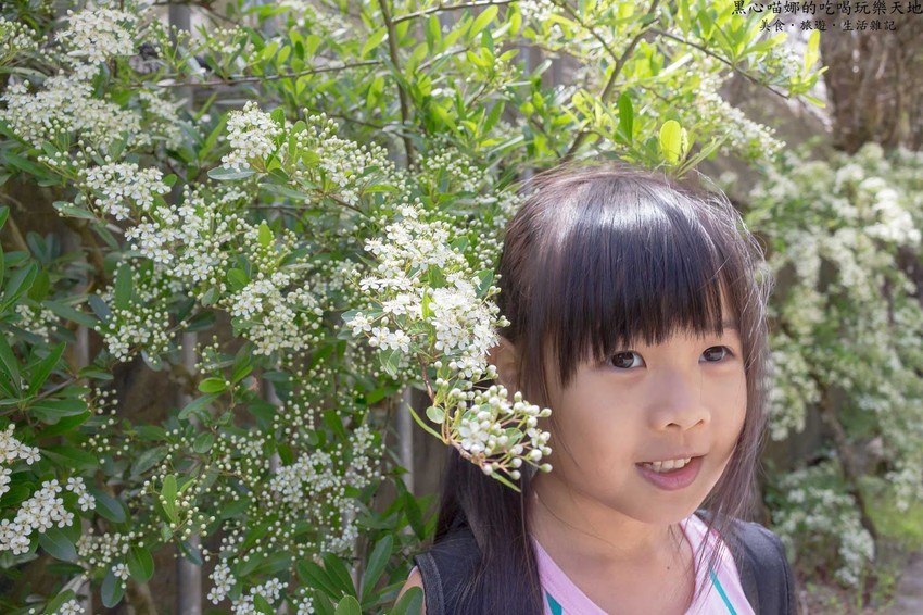 南投竹山︱杉林溪森林生態渡假園區　血紅楓樹與午後飛霧，賞楓就到美如仙境的杉林溪吧！