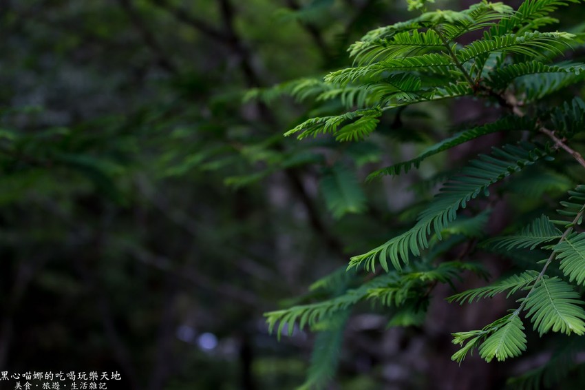 南投竹山︱杉林溪森林生態渡假園區　血紅楓樹與午後飛霧，賞楓就到美如仙境的杉林溪吧！