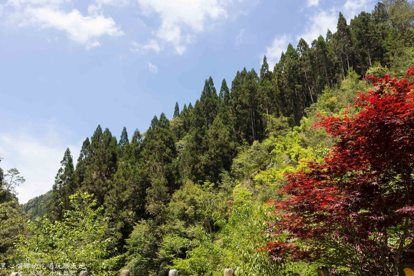南投竹山︱杉林溪森林生態渡假園區　血紅楓樹與午後飛霧，賞楓就到美如仙境的杉林溪吧！