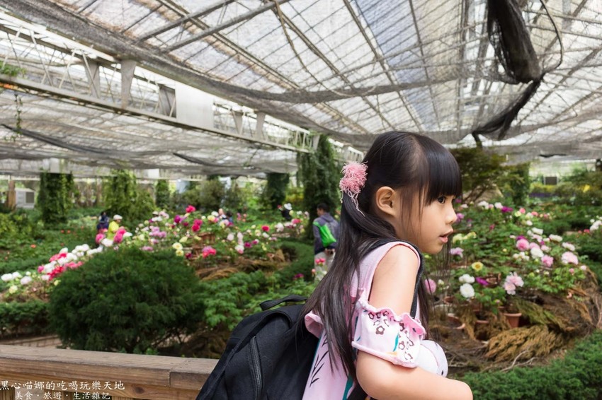 南投竹山︱杉林溪森林生態渡假園區　血紅楓樹與午後飛霧，賞楓就到美如仙境的杉林溪吧！