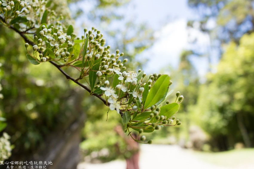 南投竹山︱杉林溪森林生態渡假園區　血紅楓樹與午後飛霧，賞楓就到美如仙境的杉林溪吧！