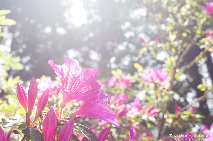南投竹山︱杉林溪森林生態渡假園區　血紅楓樹與午後飛霧，賞楓就到美如仙境的杉林溪吧！