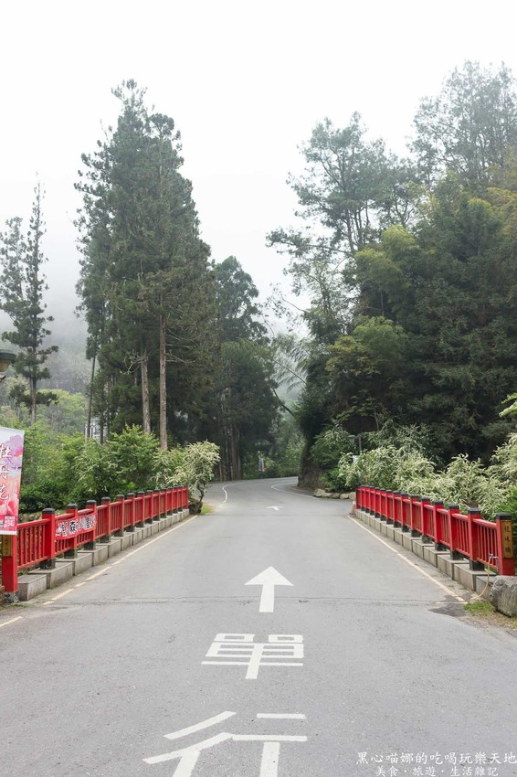 南投竹山︱杉林溪森林生態渡假園區　血紅楓樹與午後飛霧，賞楓就到美如仙境的杉林溪吧！