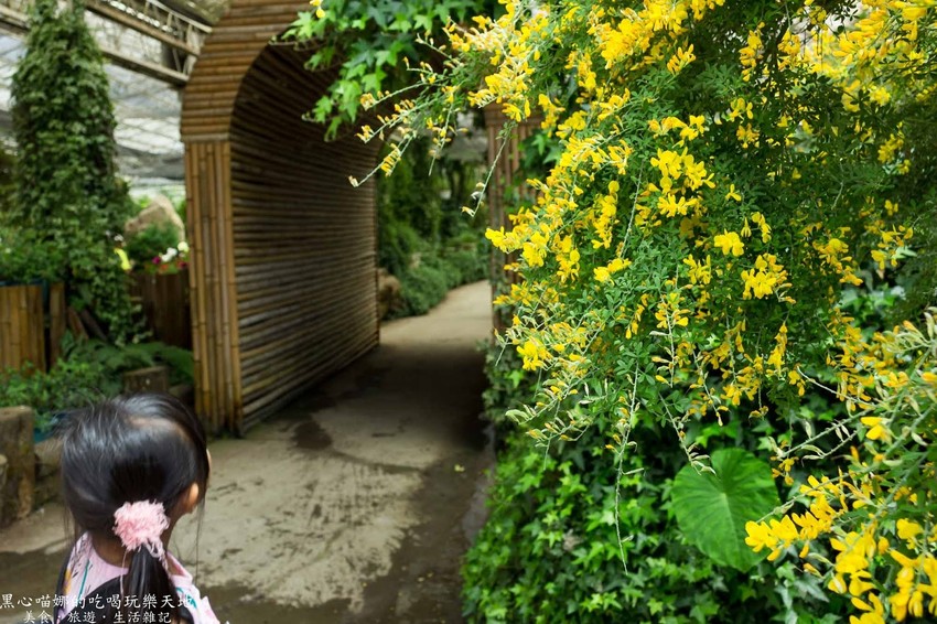 南投竹山︱杉林溪森林生態渡假園區　血紅楓樹與午後飛霧，賞楓就到美如仙境的杉林溪吧！