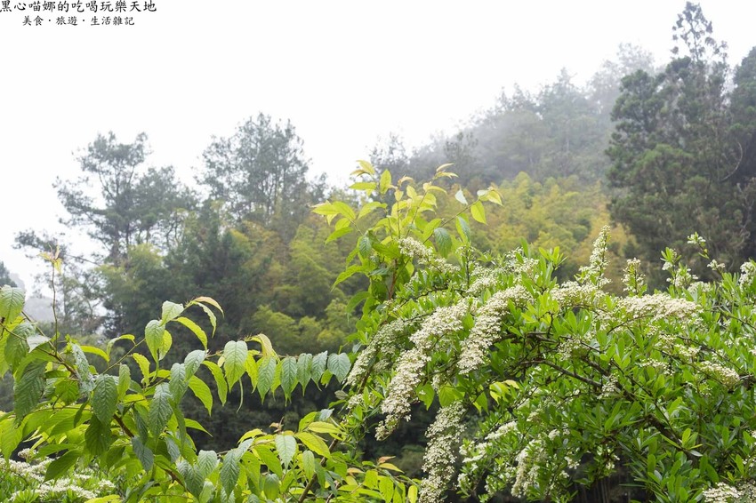 南投竹山︱杉林溪森林生態渡假園區　血紅楓樹與午後飛霧，賞楓就到美如仙境的杉林溪吧！