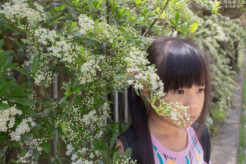 南投竹山︱杉林溪森林生態渡假園區　血紅楓樹與午後飛霧，賞楓就到美如仙境的杉林溪吧！