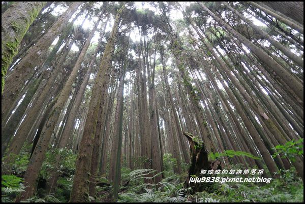 杉林溪71.JPG