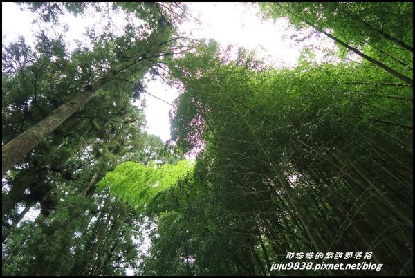 杉林溪49.JPG