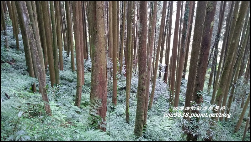 杉林溪58.jpg